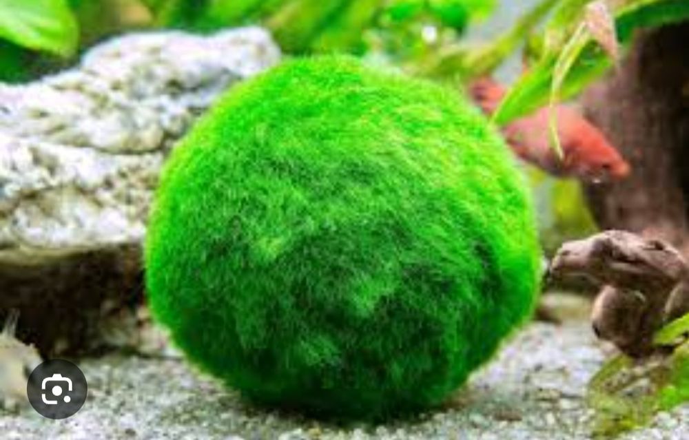 Маримо мох домашний питомец подарок