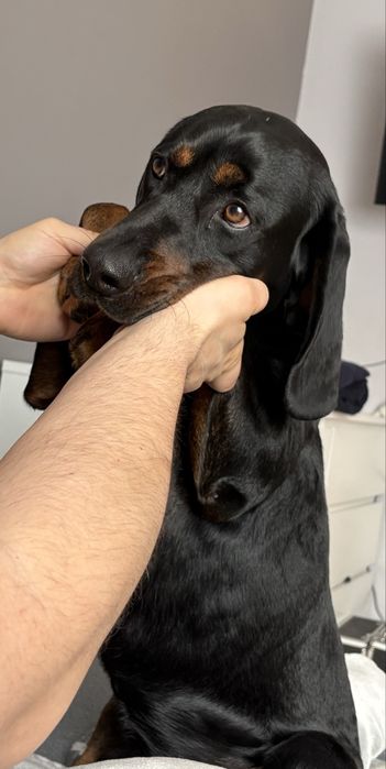 Do adopcji gończy polski