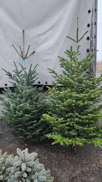 Jodła Świerk Sosna Choinki Dostawa wybór wys 20cm-5m doniczka cięta