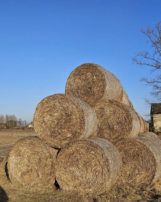 Sprzedam  słomę w belach.