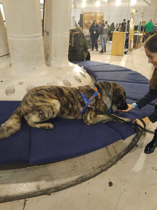 Nante - Para adoção ou fat definitiva