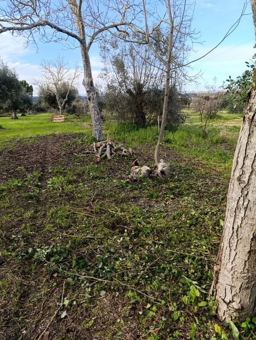 Limpeza de terrenos agrícolas e florestais