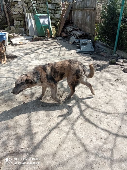 Віддаю у добрі руки велику собаку 8 місяців хлопчик