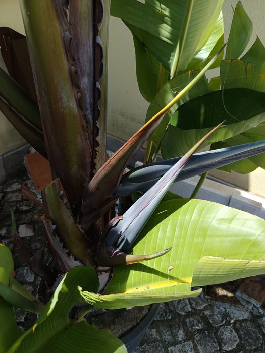 Estrelicia gigante com mais de 2 metros de altura