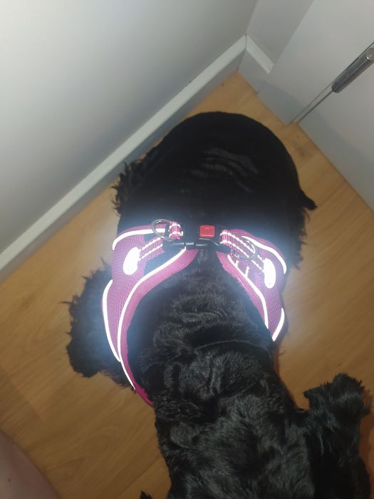 Coleira Nova para cão porte pequeno