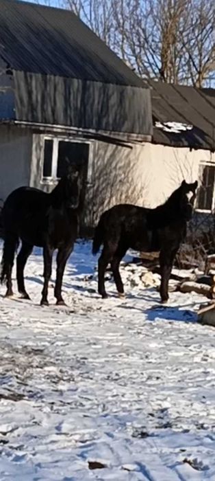 Klacz Śląska sprzedam