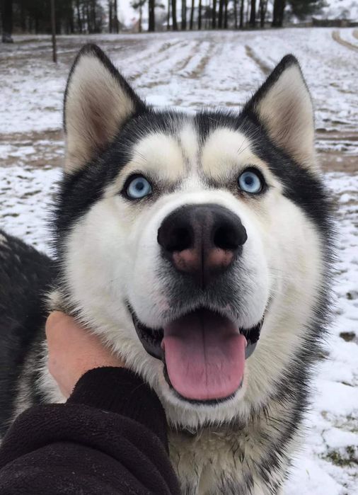 Чистокровний  Хаскі Для в'язки