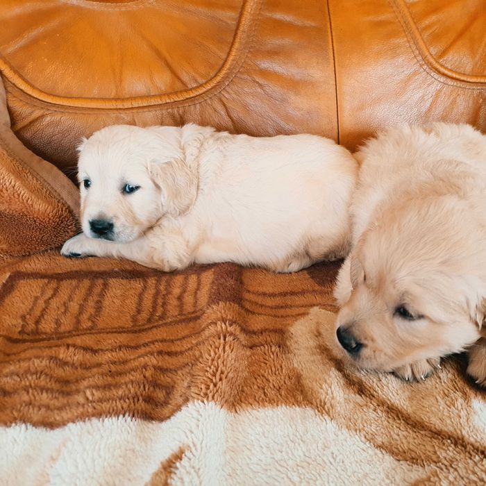 Golden Retriever kremowy piesek