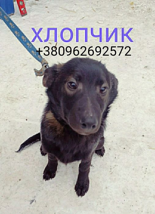 Цуцики хлопчік дівчинка Черкаси