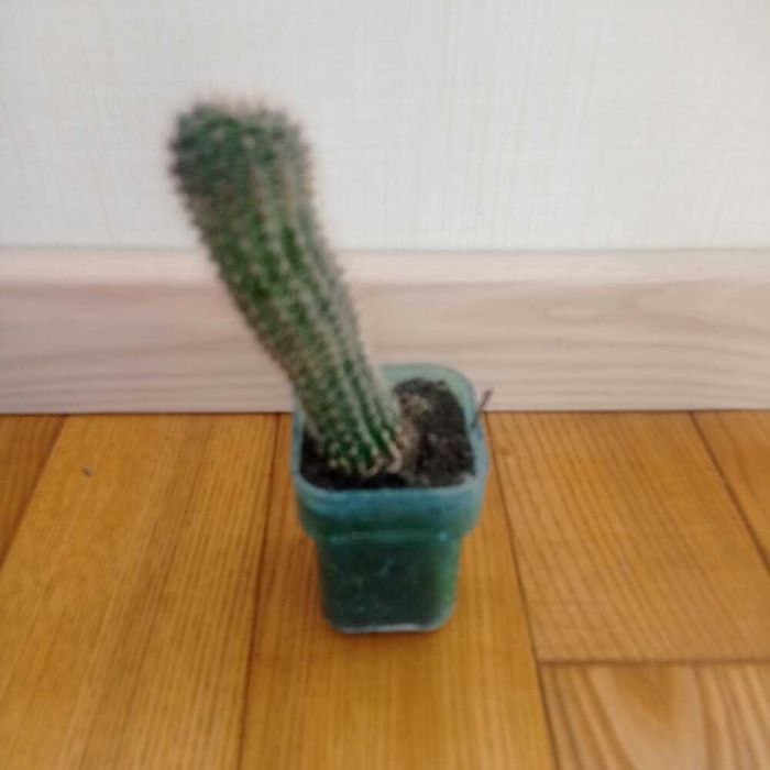 аспарагус  Апельсин кімнатний Кактус