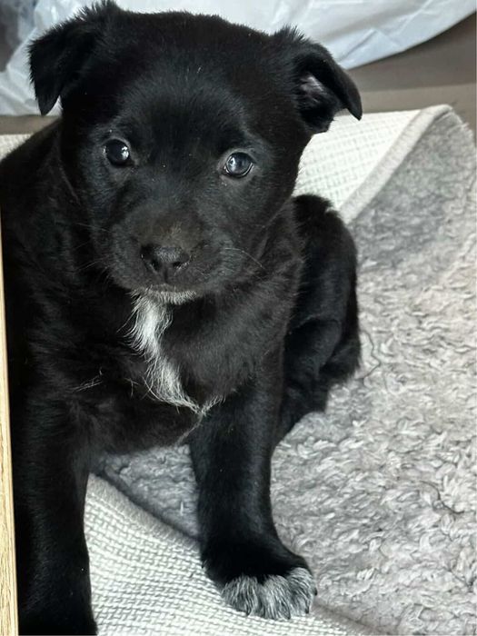 Цуценя (дівчинка) у добрі руки