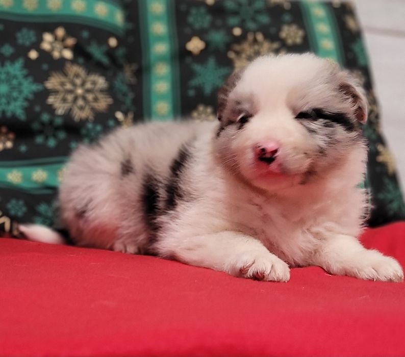 Border Collie Maluszek