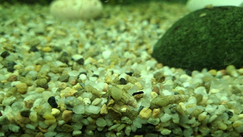 Продам равлика -  Меланія (Melania)