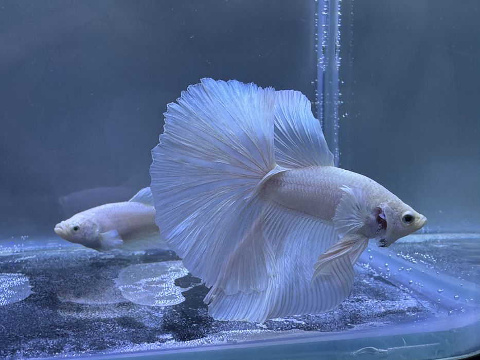 Casal Betta White Platinum Halfmoon
