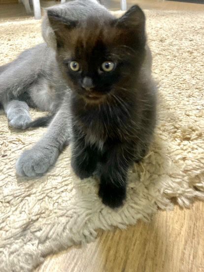 Кіт хлопчик бретанець