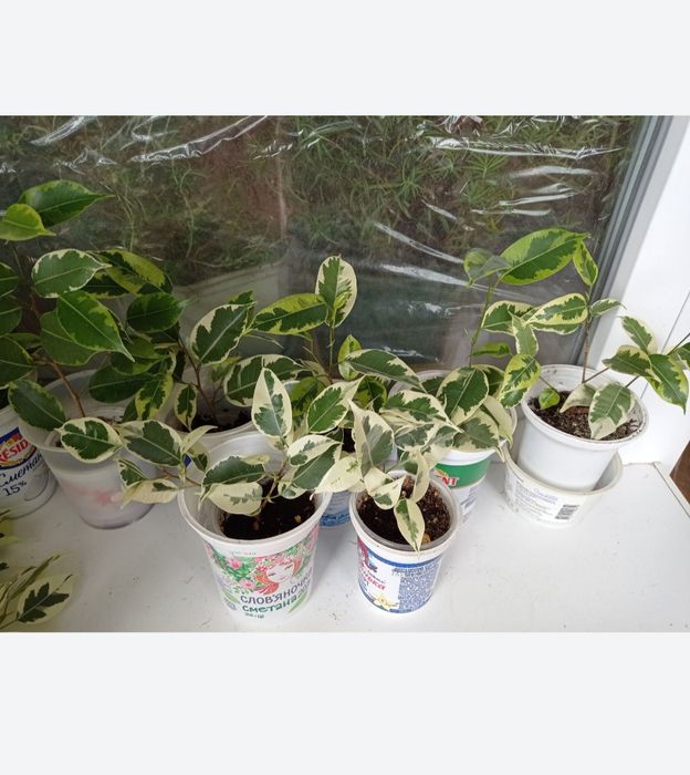 Традесканция триколор Фикусы