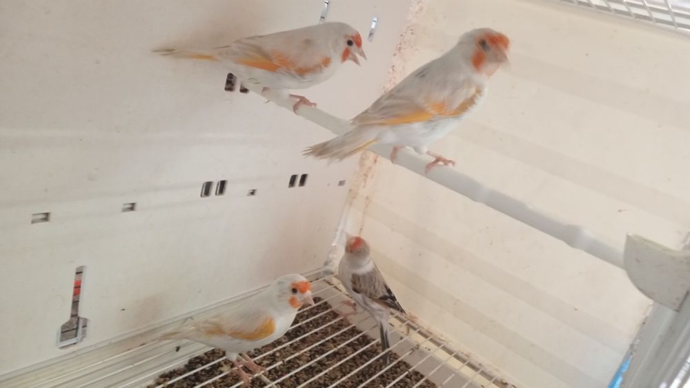 Bastard Bastardy na pełnym spiewie 2025r Wysylam