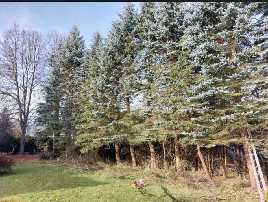 Wycinka Drzew Trudnych Sprzątnie Działek Cała Małopolska Szybki Termin