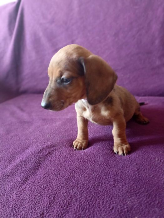 Jamnik miniaturka merle