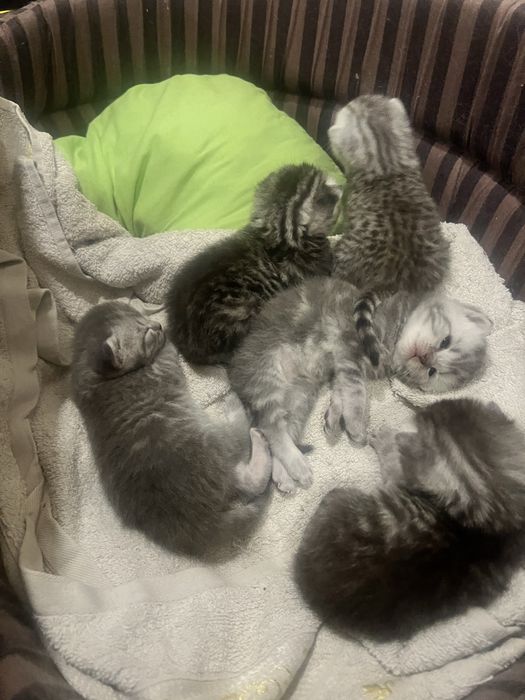 Шотландські коти