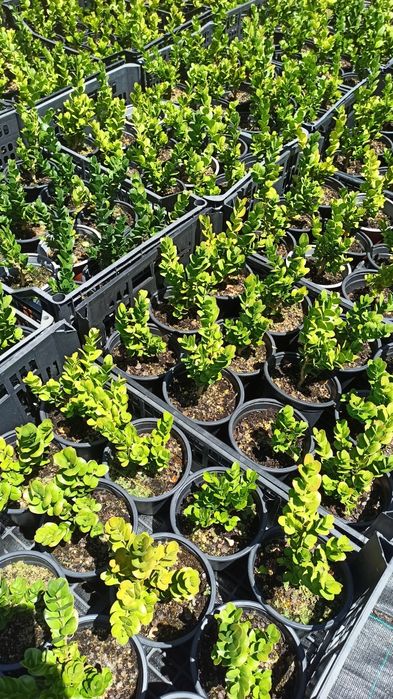 Buxus Sempervirens Rotundifolia