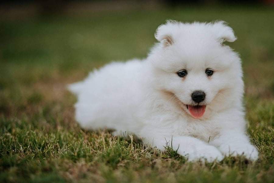 Samoyed szczeniak DO ODBIORU