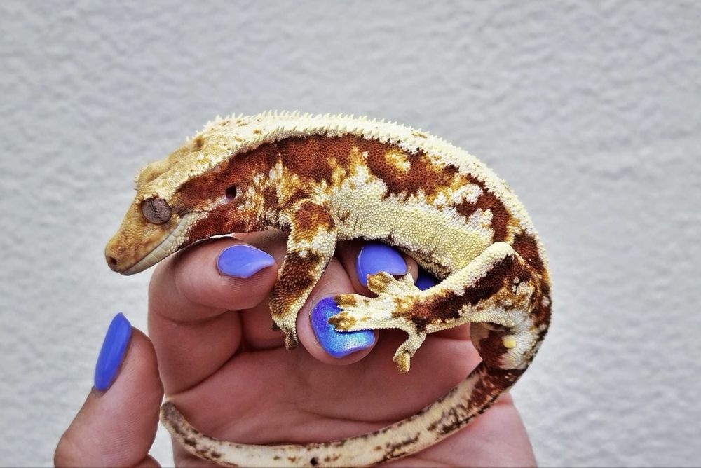 Gekon Orzęsiony po samcu Lilly White