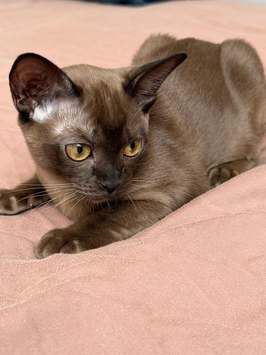 Котята бурма европейская