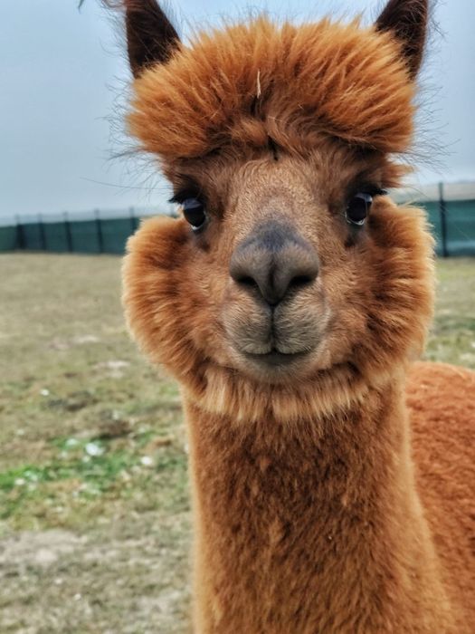 Sprzedam 2-letniego samca, alpaka rasa huacaya