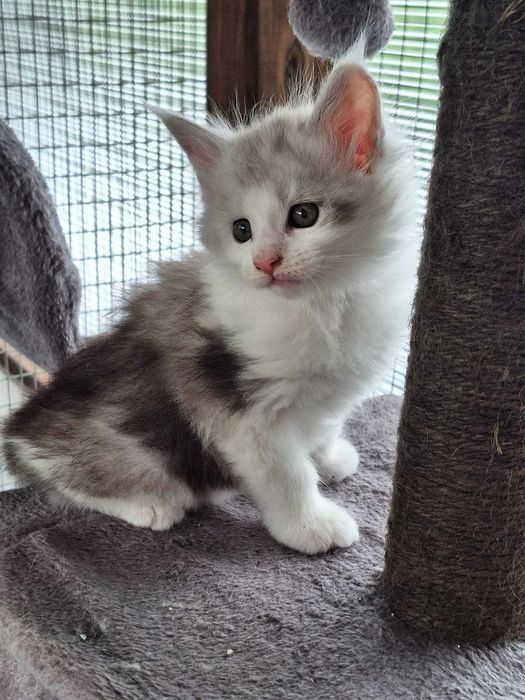 Gatinho Maine Coon