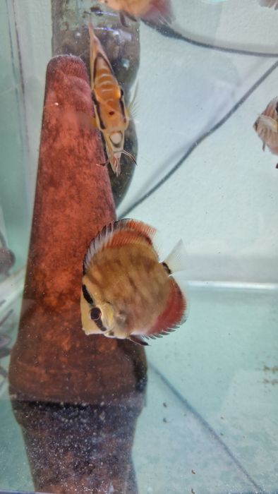Discus juvenis red cover e turquesa