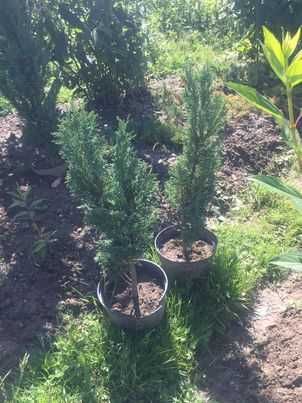 Кипарисовик Лавсона