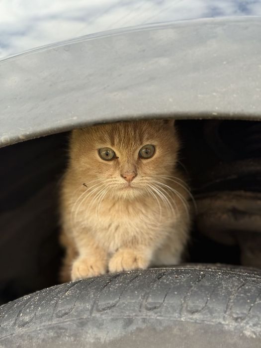 Отдам котяток, брат и сестра