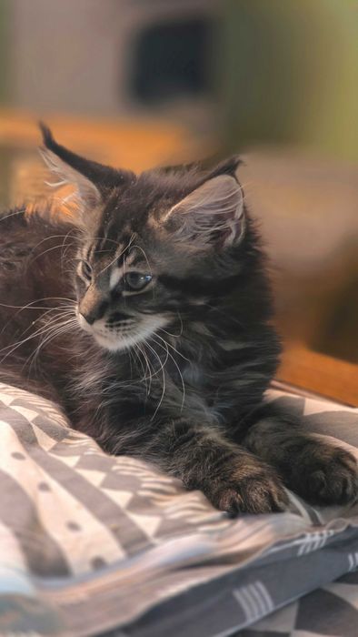 Śliczny kociak Maine Coon do rezerwacji rodowód FPL