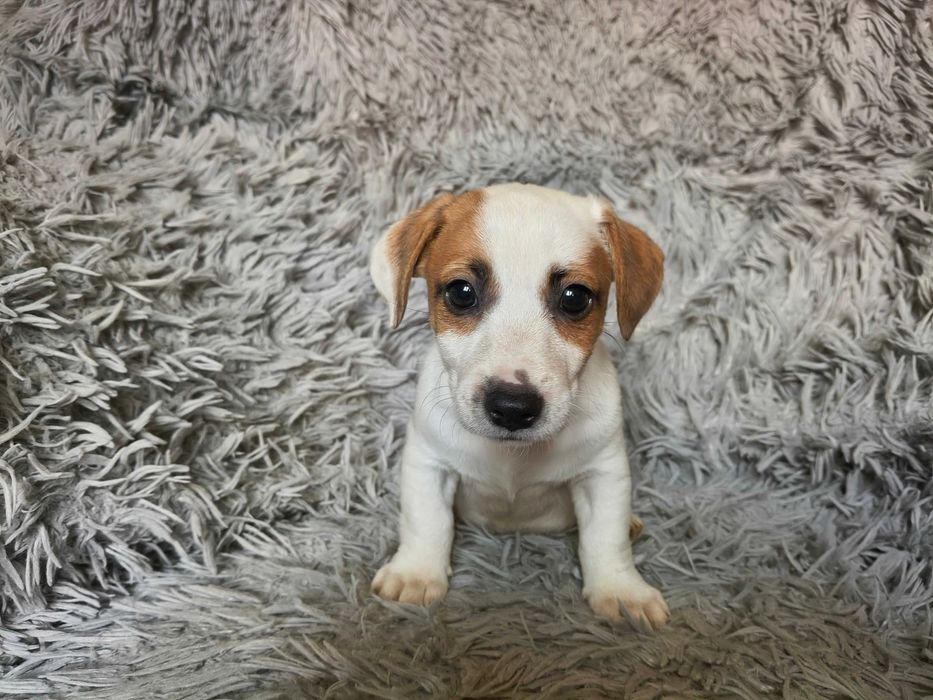 Jack Russell Terrier Piesek