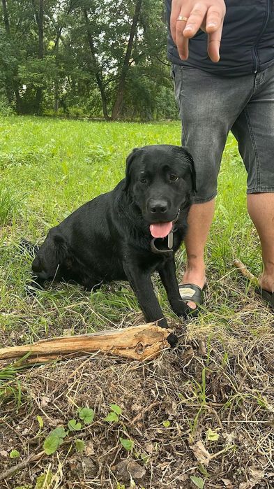 Лабрадор хлопчик для в'язки