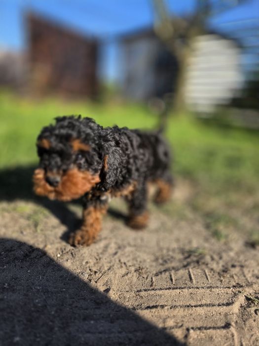 Cavapoo f1b piesek black&tan