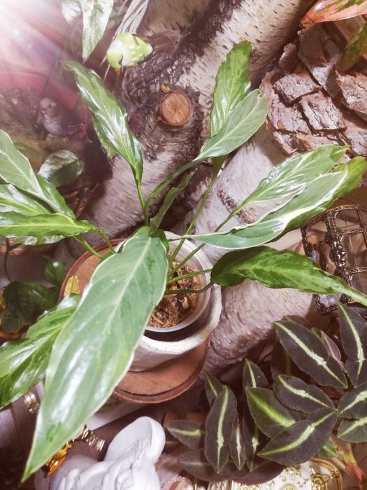 Spathiphyllum Indonesian Variegata Silver skrzydłokwiat monstera