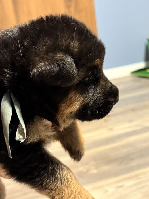 Owczarek niemiecki FCI