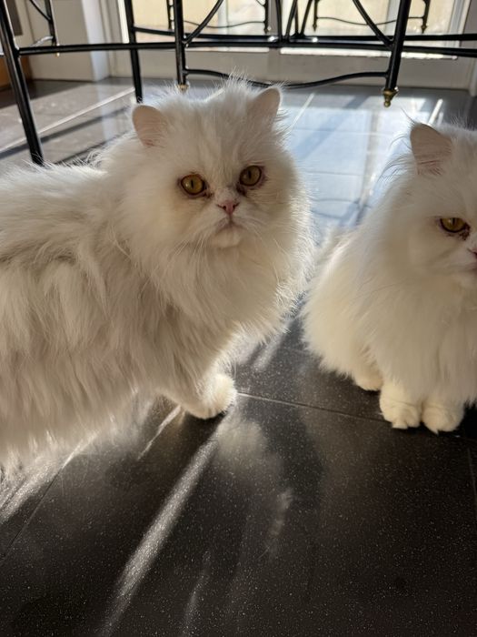 Dois gatos Persa para adoção responsável