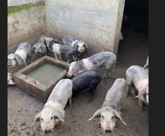 Leitão para assar ou criar bísaro