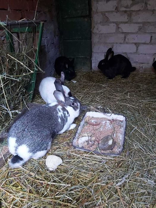Продам кролей породистых на развод