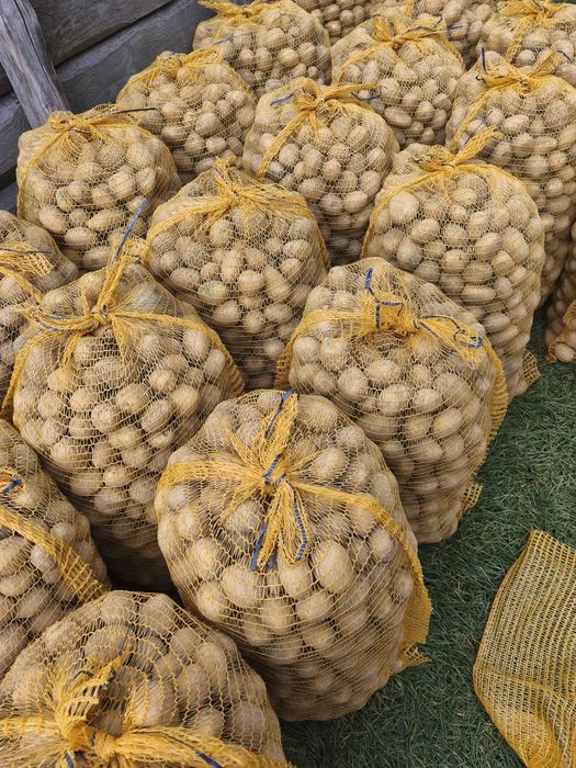 Ziemniak Soraya,Lili wielkości sadzeniaka