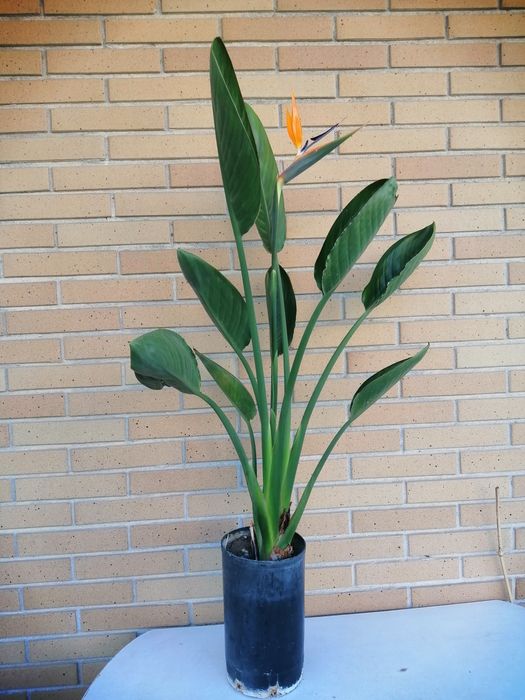 Estrelicia Reginae a dar flor.