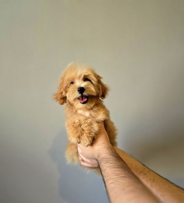 Маленький харизматичний красунчик