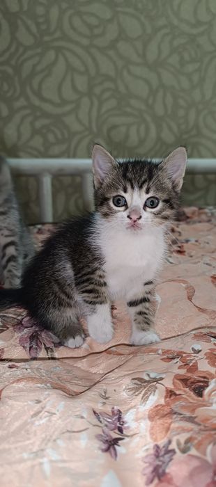 Віддамо котиків 2 місяці, Романково