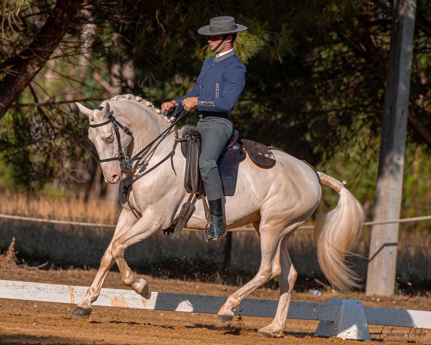 Cavalo cruzado 10 anos 1.60