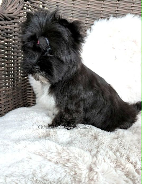 Yorkshire Terrier  Piesek Black
