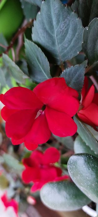 Кімнатні рослини. Толстянка. Бальзамін. Декабрист.