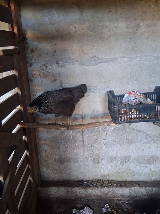 Vendo casais de garnizos